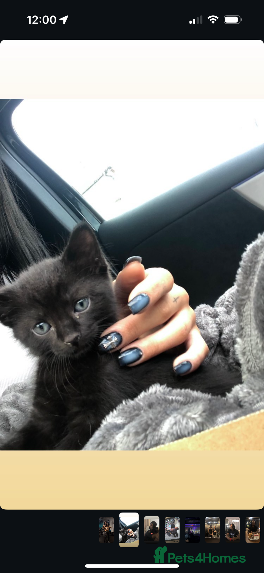 Bombay cats for sale: male cat 1 year old Bombay cross - Image 5