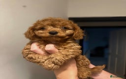 Cavapoo dogs for sale: RED toy cavapoo puppiees  - Image 4