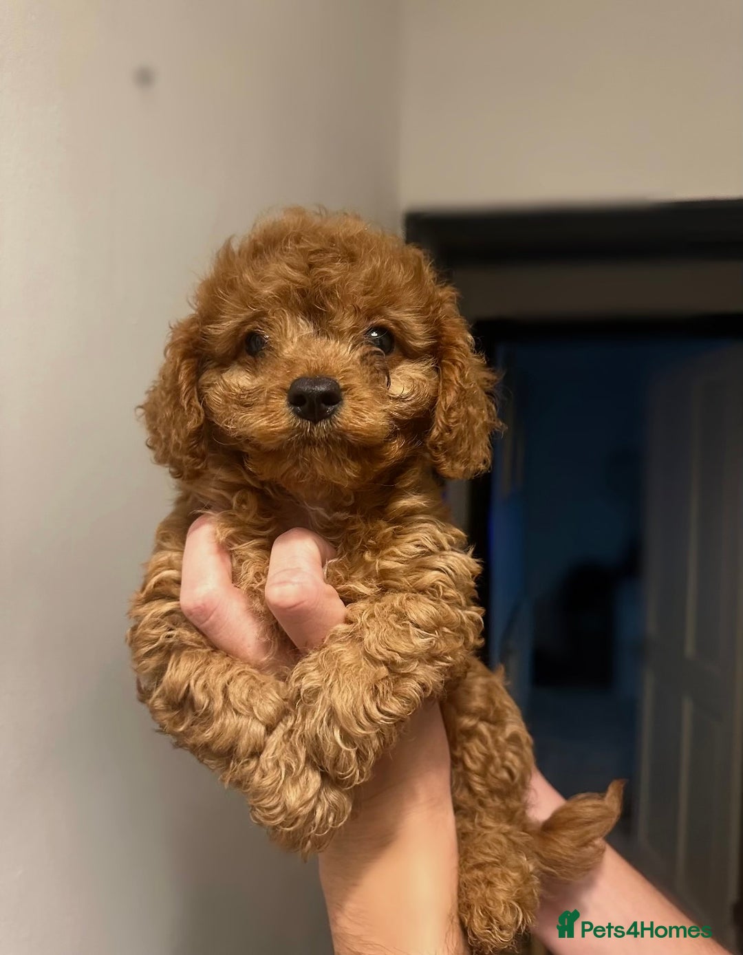 Cavapoo dogs for sale: RED toy cavapoo puppiees  - Image 4