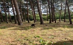 Cocker Spaniel dogs for sale: 1 year old Bambi cocker spaniel  read description - Image 11