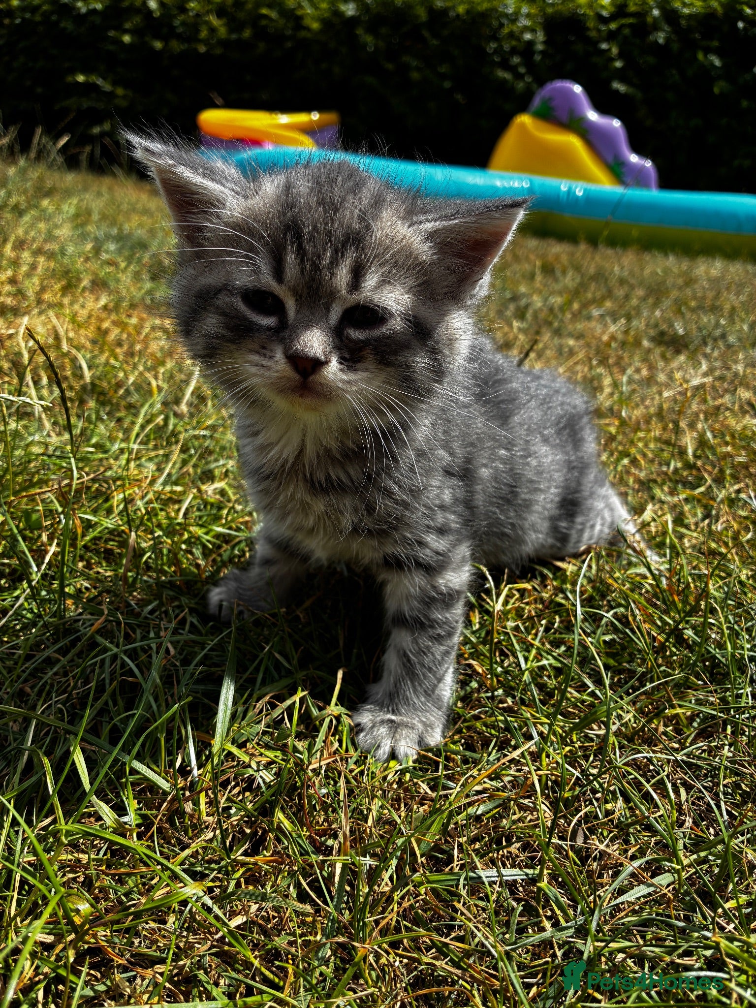 Mixed Breed cats 🐾 Gorgeous half Siberian kittens 🐾  - Advert 4