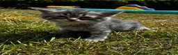 Mixed Breed cats for sale: 🐾 Gorgeous half Siberian kittens 🐾  - Advert 1