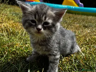 Mixed Breed cats 🐾 Gorgeous half Siberian kittens 🐾 - Advert 10