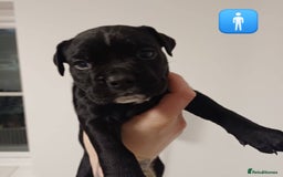 Mixed Breed dogs for sale: British Bulldog, Staffy Cross Pups - Advert 10