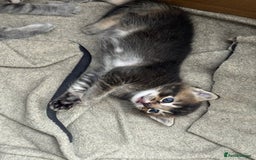 Russian Blue cats for sale: ✨RUSSIAN BLUE KITTEN FOR SALE  - Image 17
