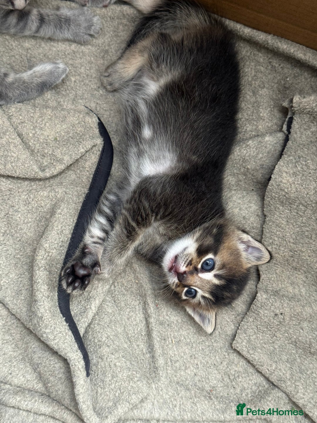Russian Blue cats for sale: ✨RUSSIAN BLUE KITTEN FOR SALE  - Image 17