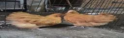 Chickens poultry for sale: Trio of Buff Orpingtons  - Advert 1