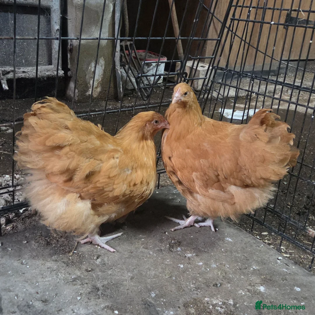 Chickens poultry for sale: Trio of Buff Orpingtons  - Advert 1