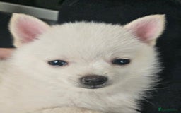 Pomchi dogs for sale: Pomeranian, fimele - Image 1