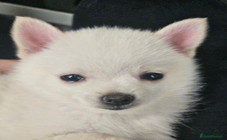 Pomchi dogs - Advert 1