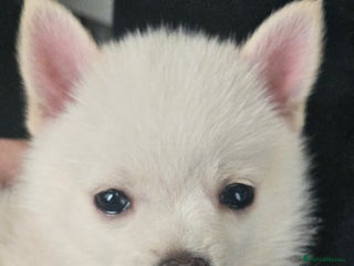 Pomchi dogs - Advert 3