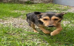 Mixed Breed dogs for adoption: 💖🐶 DAISY 🐶💖 - Image 4