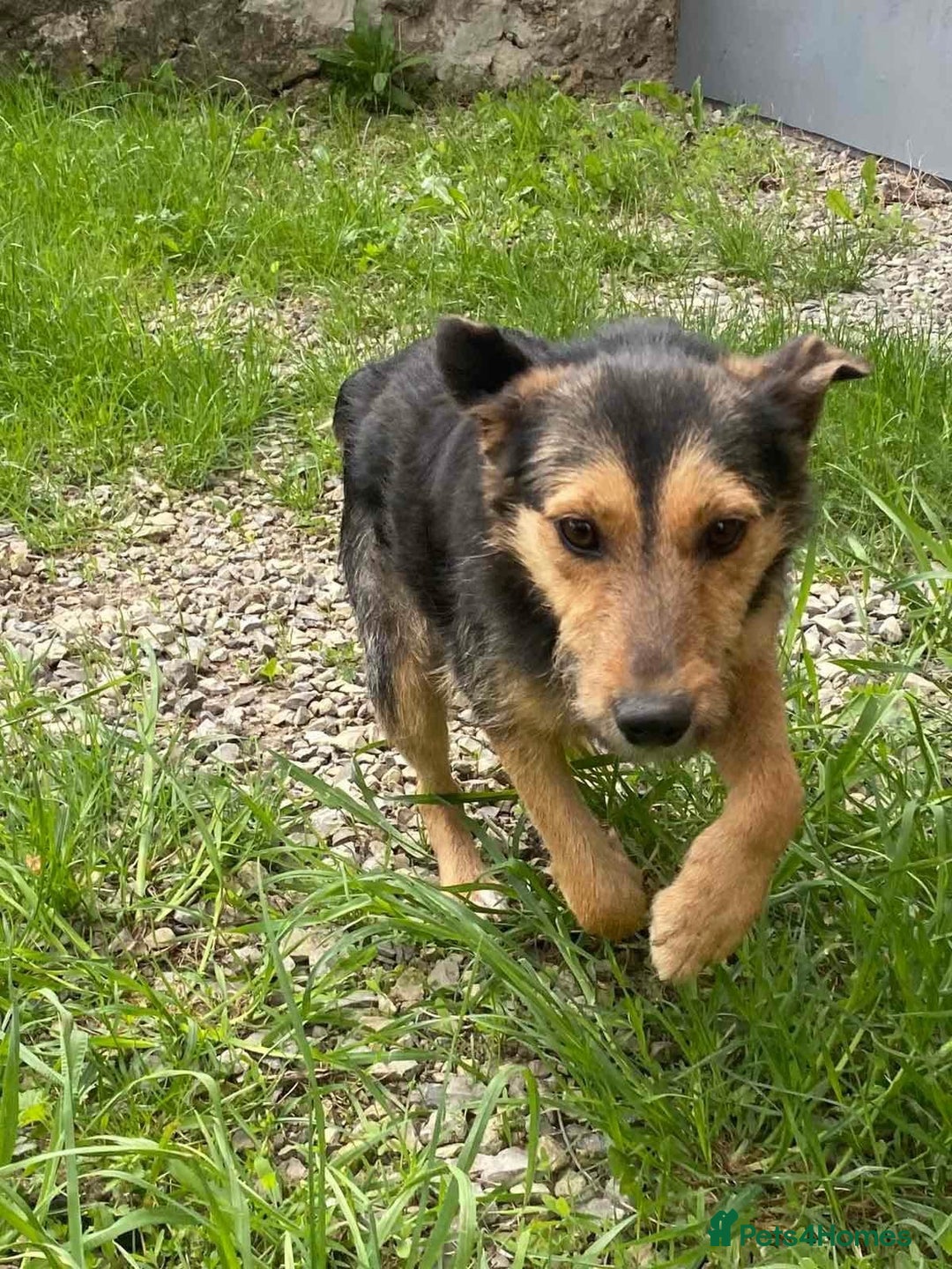 Mixed Breed dogs for adoption: 💖🐶 DAISY 🐶💖 - Image 4