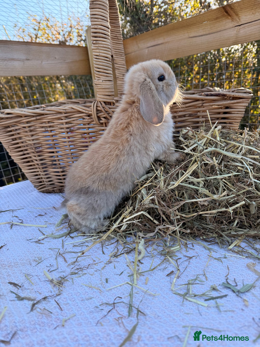 Mini Lop rabbits for sale: Mini Lop bunnies  - Advert 12