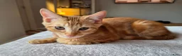 Mixed Breed cats for sale: 3 male ginger kittens ready for rehoming in Kidderminster - Advert 3