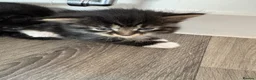 Mixed Breed cats for sale: 3 beautiful kittens  - Advert 6