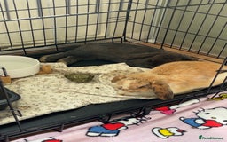 Mini Lop rabbits for sale: 2 Male Rabbits for sale - Image 1