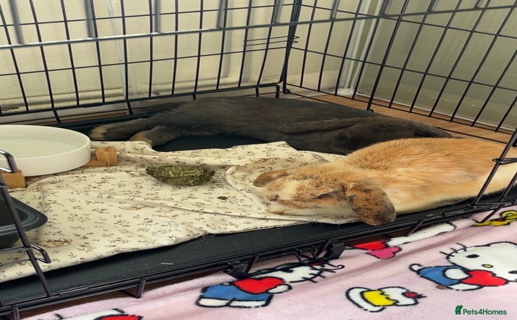 Mini Lop rabbits - Advert 2