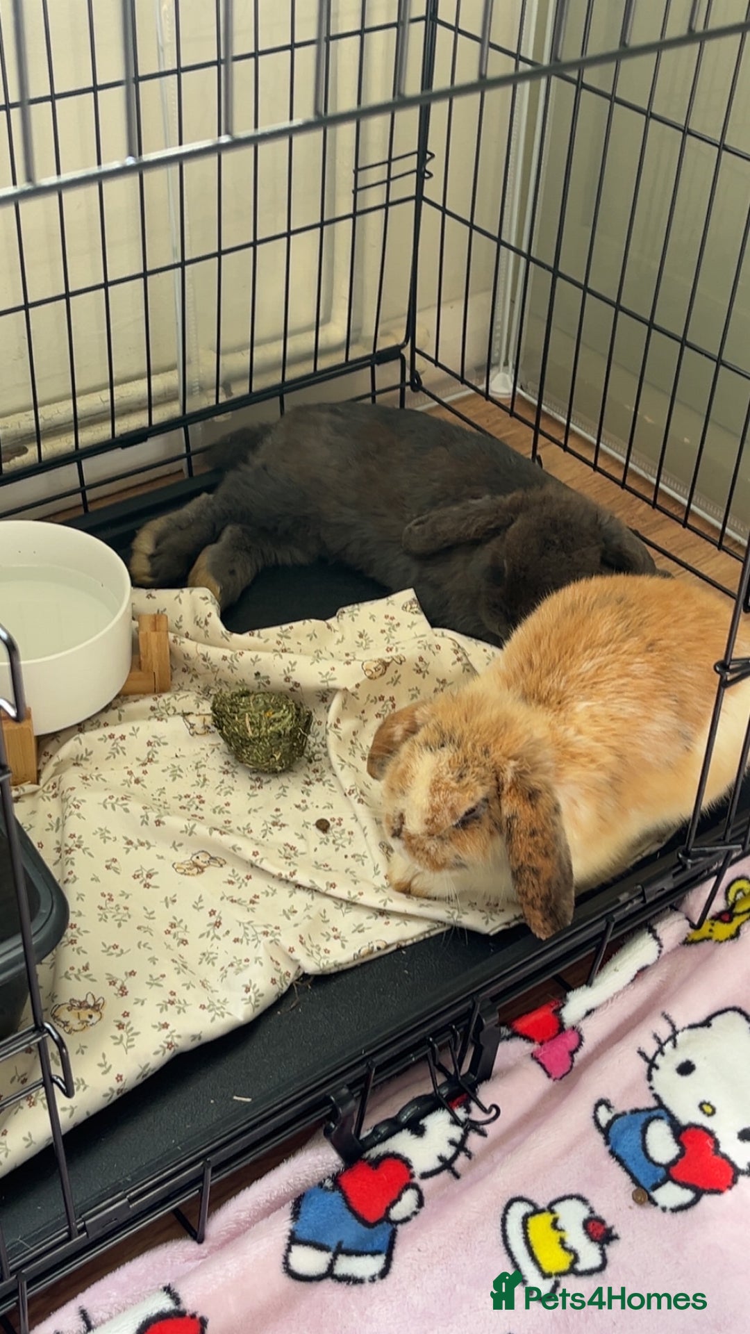 Mini Lop rabbits for sale: 2 Male Rabbits for sale - Image 1