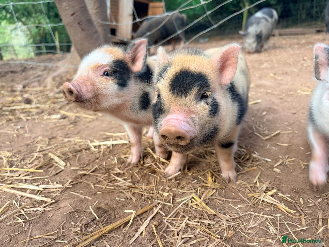 Pig livestock for sale: 1 x kunekune x boar and 3 kunekune x male piglets in Abergavenny - Advert 2