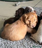 Cocker Spaniel dogs - Advert 14