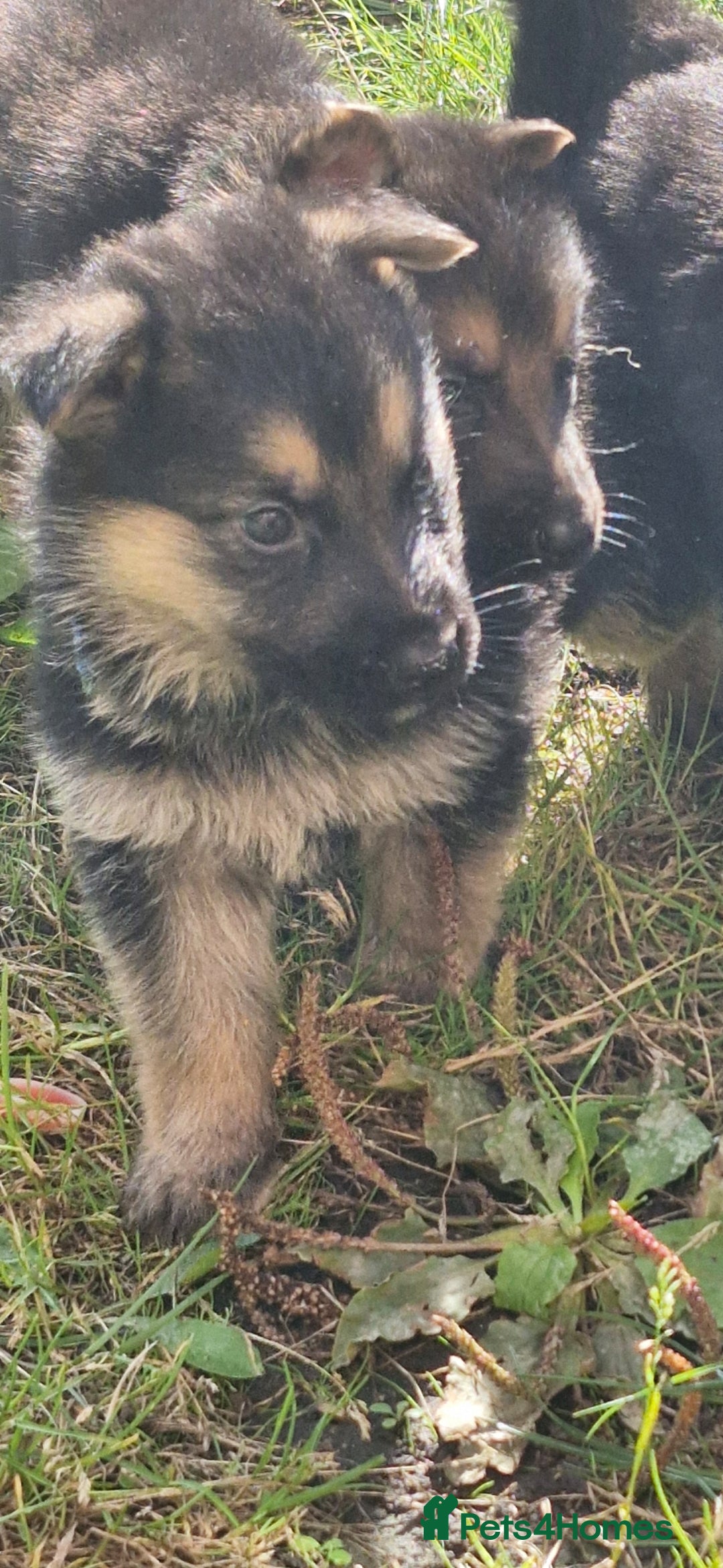 German Shepherd dogs for sale: KC registered German Shepherd puppies  - Image 19