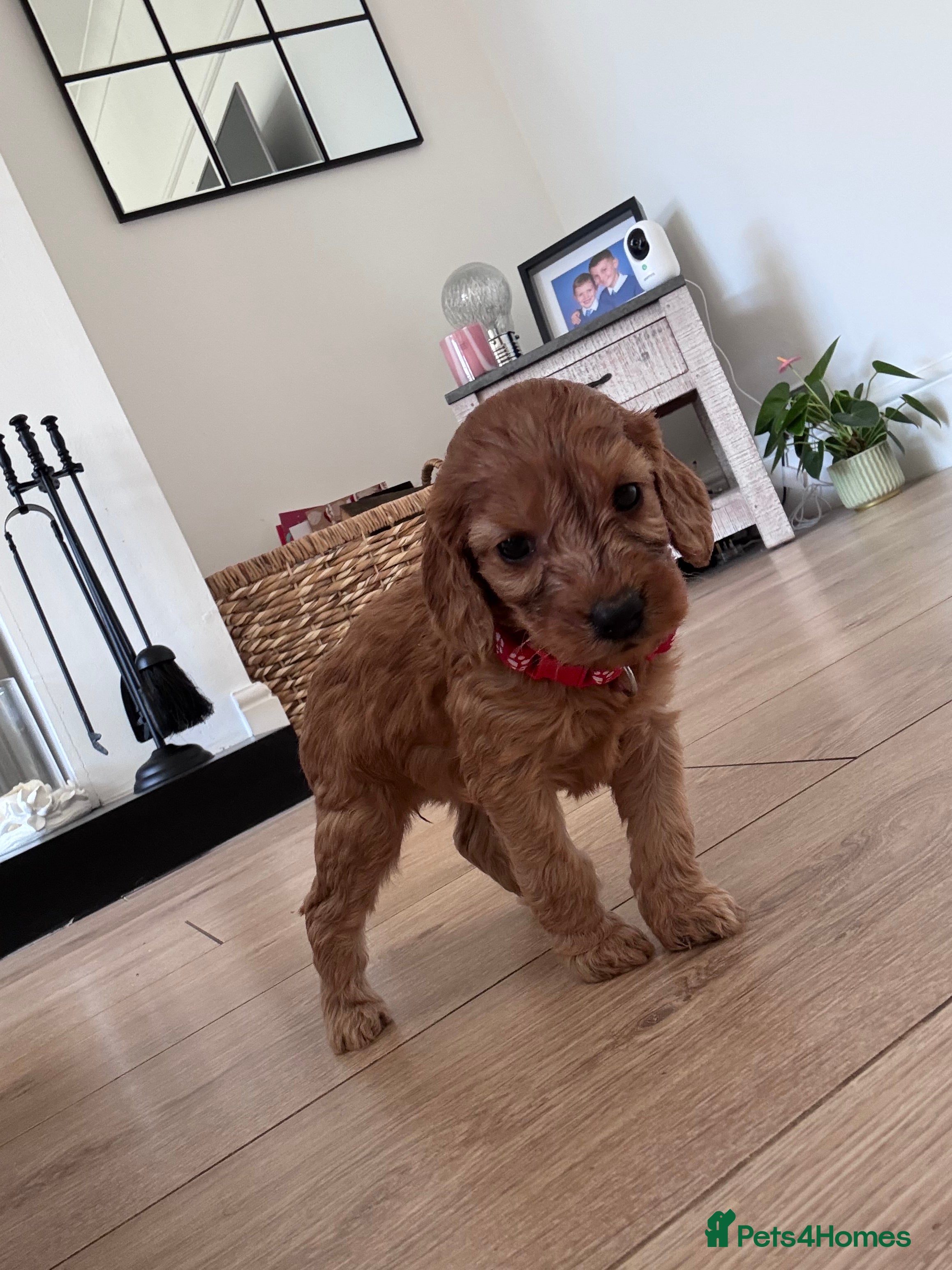 Cockapoo dogs F1b Cockapoo Puppies - Advert 3