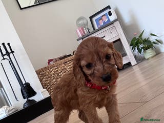 Cockapoo dogs F1b Cockapoo Puppies - Advert 3