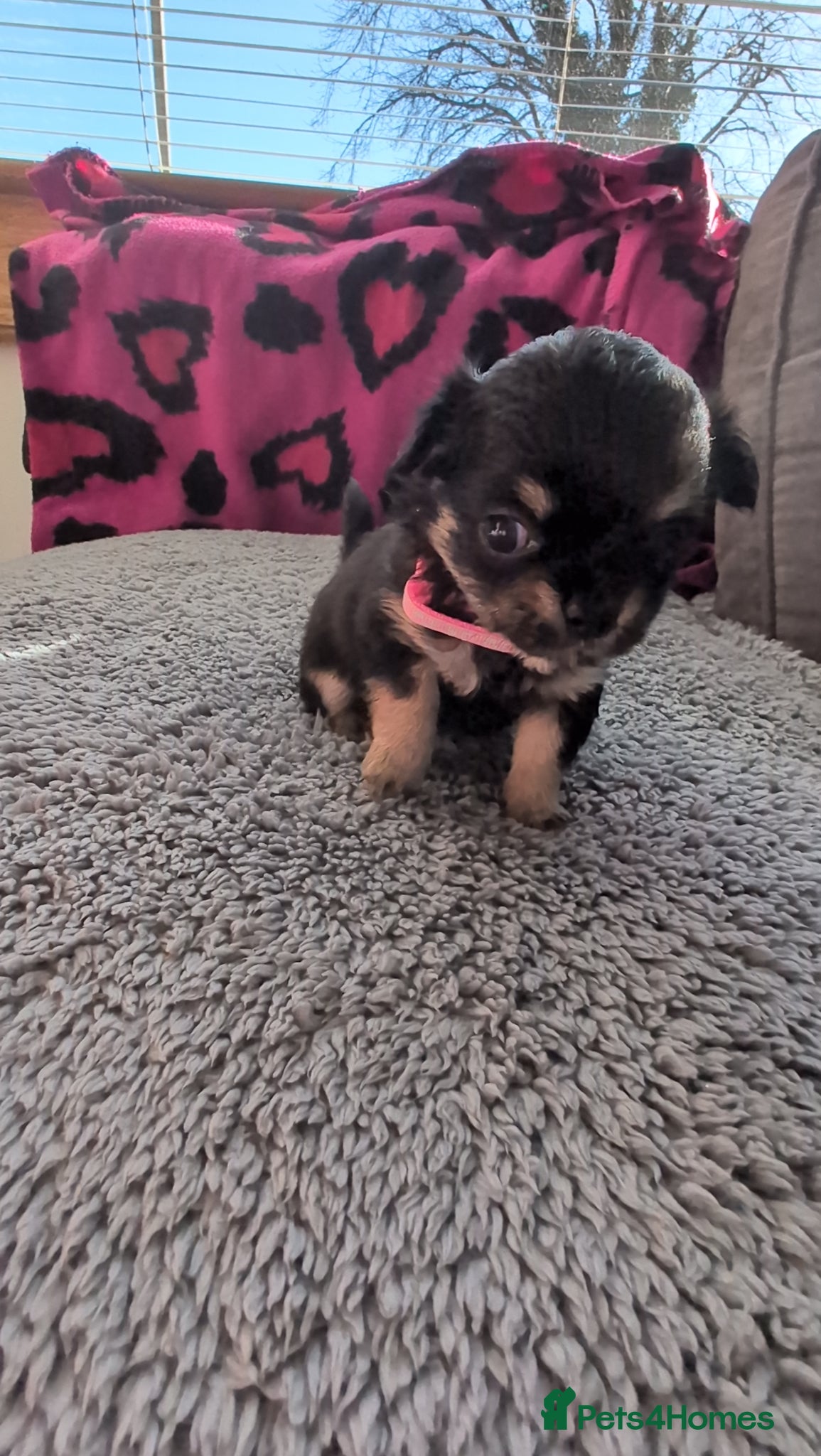 Chihuahua dogs Beautiful Chihuahua Puppies  - Advert 1