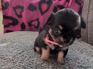 Chihuahua dogs Beautiful Chihuahua Puppies - Advert 1