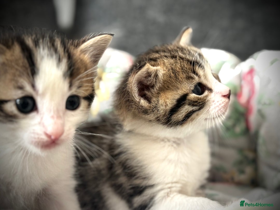 Mixed Breed cats for sale: 🌟 Exquisite Ragdoll × Bengal Kittens 🌟 - Advert 11