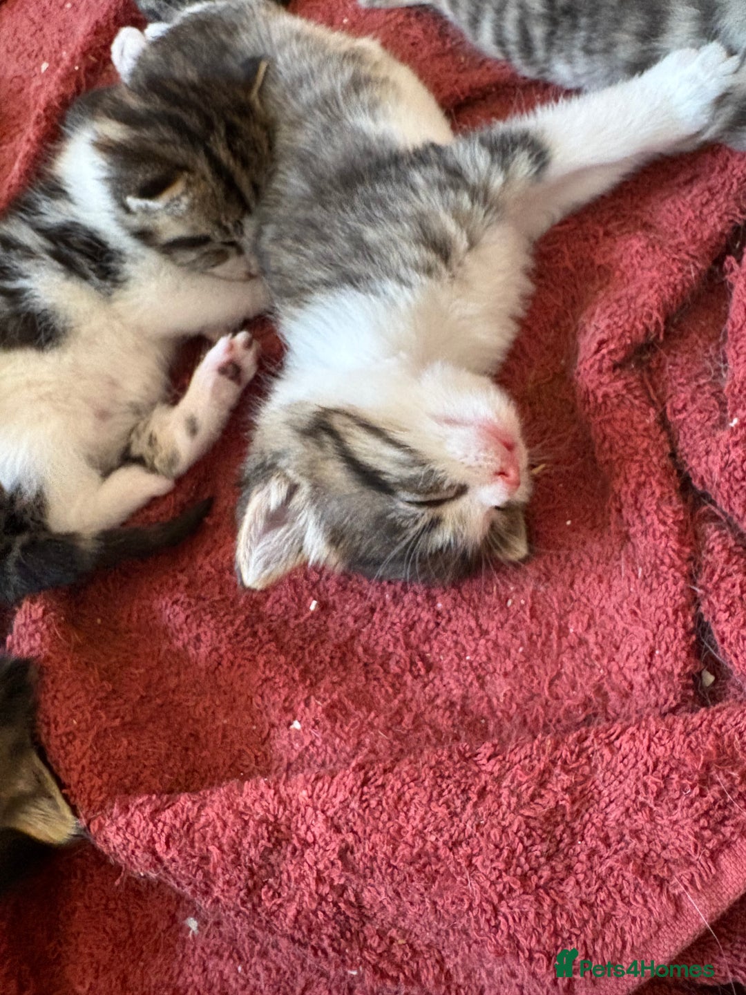 British Shorthair cats for sale: 11 SHORTHAIRED AND LONGHAIRED KITTENS - Image 21