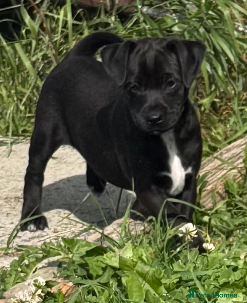 Patterdale Terrier dogs Patterdale terrier  - Advert 1