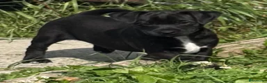 Patterdale Terrier 3