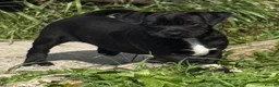 Patterdale Terrier dogs for sale: Patterdale terrier  - Advert 1