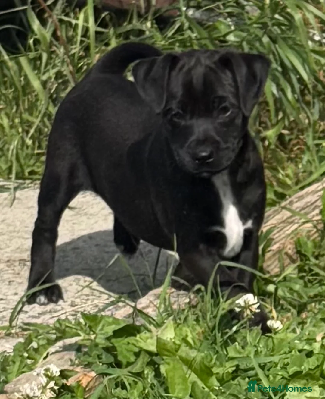 Patterdale Terrier dogs for sale: Patterdale terrier  - Advert 1