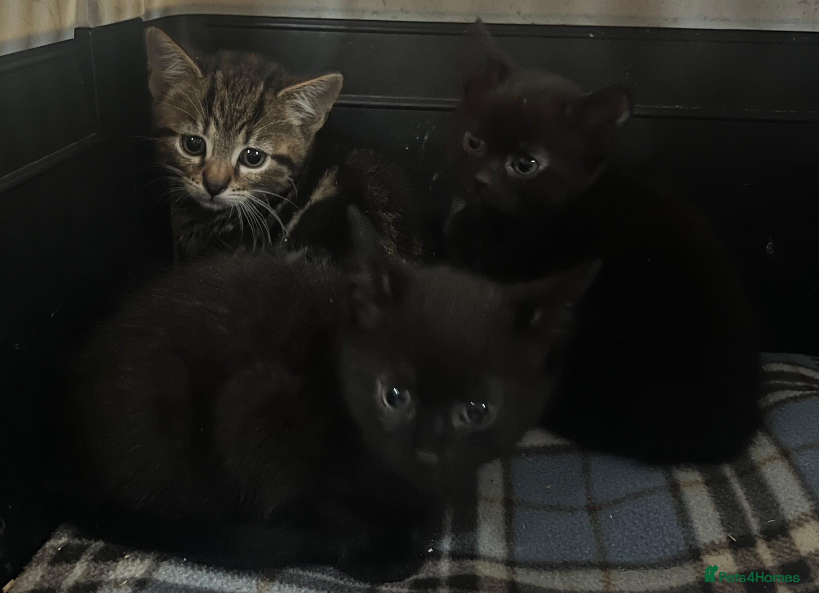 Mixed Breed cats Kittens - Advert 2