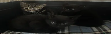 Mixed Breed Kitten 4