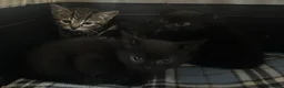 Mixed Breed cats for sale: Kittens - Advert 1