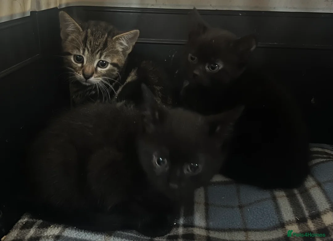 Mixed Breed cats for sale: Kittens - Advert 1