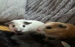 Guinea Pig rodents for sale: Young guinea pig brothers looking for a new home - Image 5
