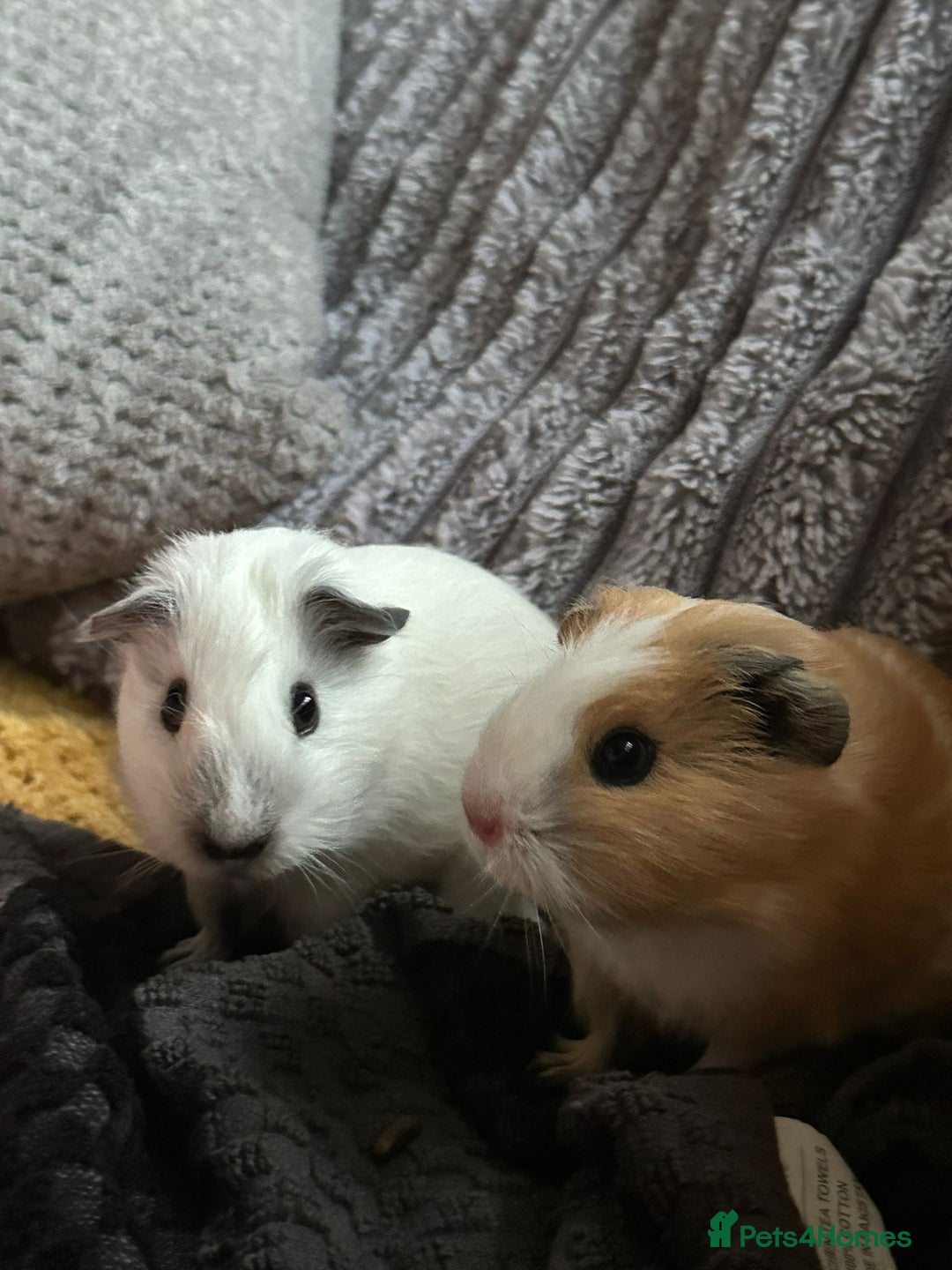 Guinea Pig rodents for sale: Young guinea pig brothers looking for a new home - Image 5