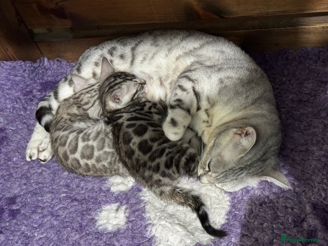Bengal cats for sale: TICA Silver Bengal kittens - Image 17
