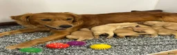 Golden Retriever dogs for sale: 🏆KC FCI DAD Titled Champion Health Certificated - Advert 7