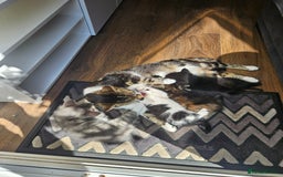 Mixed Breed cats for sale: 🐾 6 Adorable Kittens Looking for Loving Homes!  - Image 13