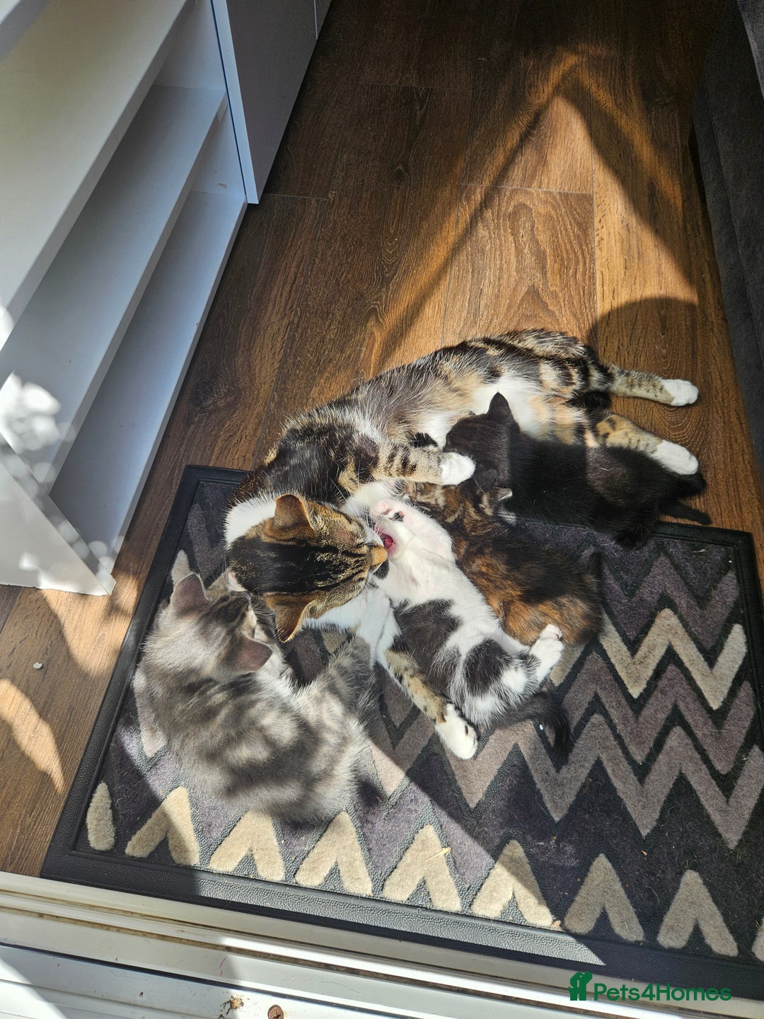 Mixed Breed cats for sale: 🐾 6 Adorable Kittens Looking for Loving Homes!  - Image 13