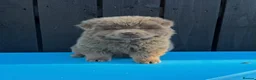Chow Chow dogs for sale: Exotic colour male chow chow puppies for sale  - Advert 5