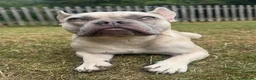 French Bulldog dogs for sale: French bull dog for rehoming.  - Advert 2