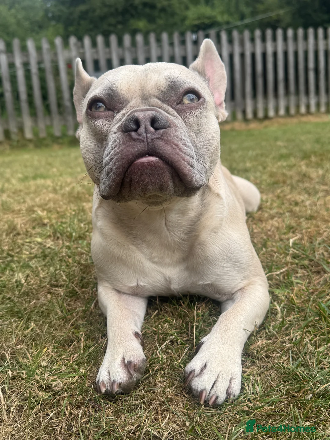 French Bulldog dogs for sale: French bull dog for rehoming.  - Advert 2