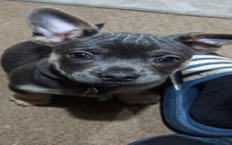 Mixed Breed dogs for sale: 🐶 Lovely Frenchie x Chihuahua Puppies - Image 5
